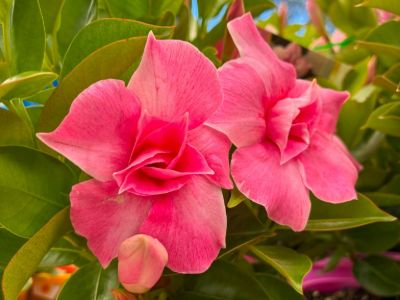 Mandevilla hybrida Sun Parasol Double Pink Blush. Common Names - Rock Trumpet, syn Dipladenia