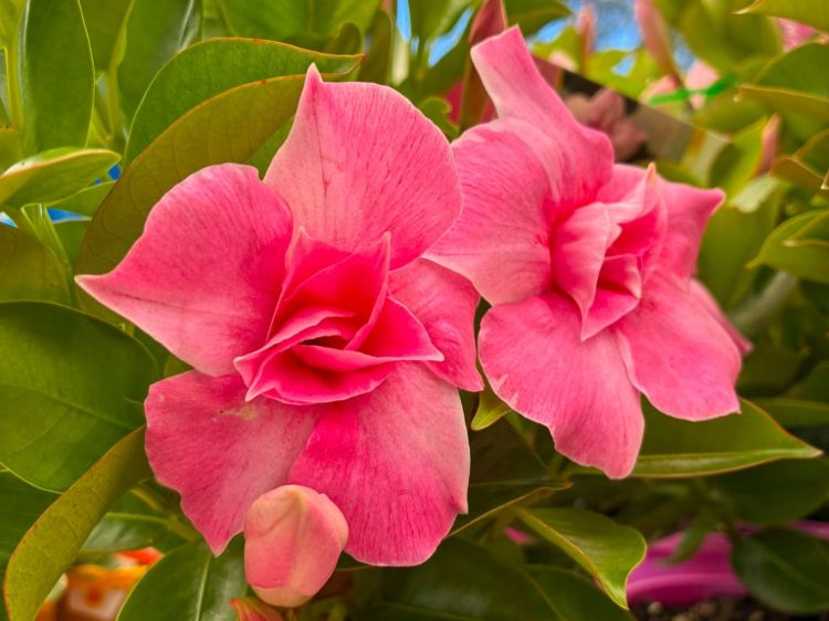 Mandevilla hybrida Sun Parasol Double Pink Blush. Common Names - Rock Trumpet, syn Dipladenia