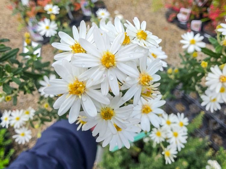 Olearia phlogopappa. Common Names - Dusty Daisy Bush