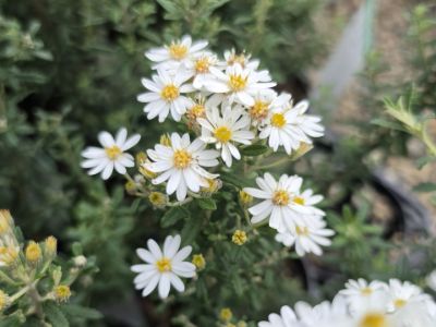 Olearia phlogopappa. Common Names - Dusty Daisy Bush