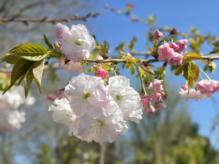 Prunus serrulata Shimidsu Sakura. Common Names - Weeping Japanese Flowering Cherry.