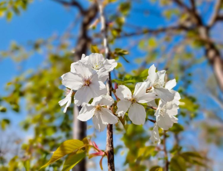 Prunus subhirtella Pendula Alba. Common name - White Weeping Flowering Cherry, Higan Cherry, Rosebud Cherry