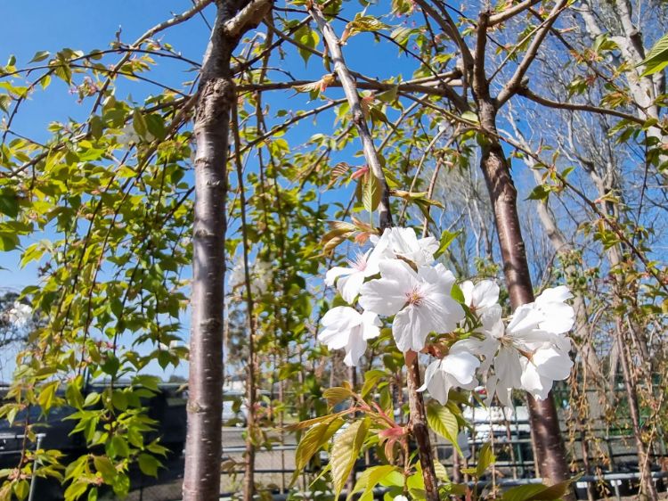 Prunus subhirtella Pendula Alba. Common name - White Weeping Flowering Cherry, Higan Cherry, Rosebud Cherry
