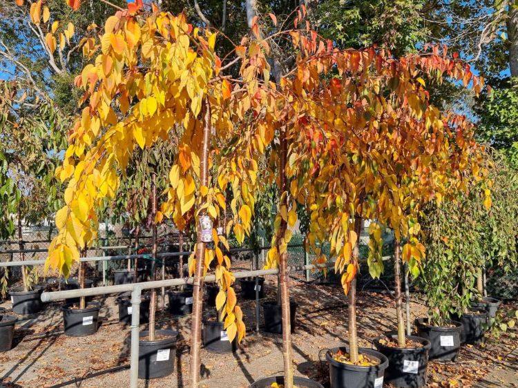 Prunus subhirtella Pendula Alba. Common name - White Weeping Flowering Cherry, Higan Cherry, Rosebud Cherry