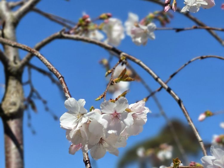 Prunus subhirtella Pendula Alba. Common name - White Weeping Flowering Cherry, Higan Cherry, Rosebud Cherry