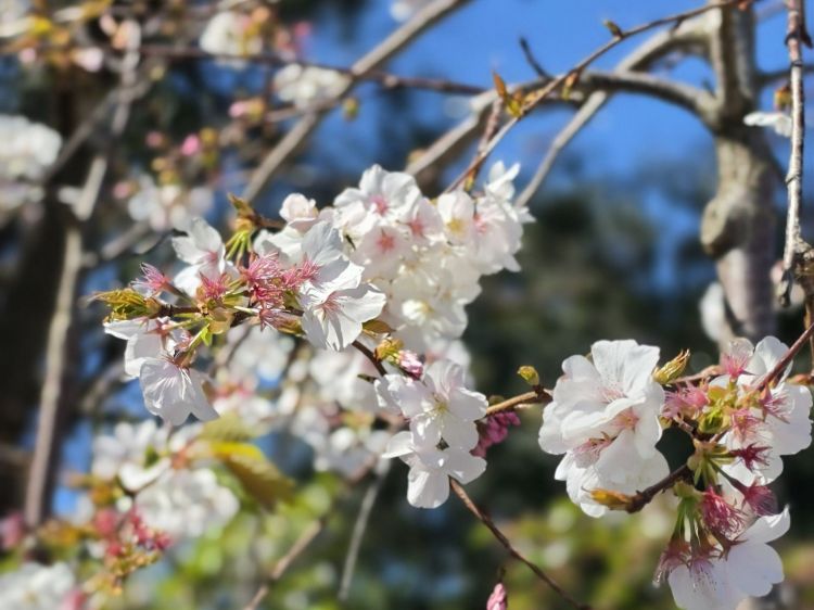Prunus subhirtella Pendula Alba. Common name - White Weeping Flowering Cherry, Higan Cherry, Rosebud Cherry