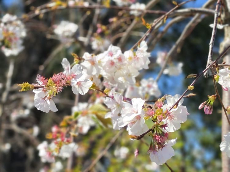 Prunus subhirtella Pendula Alba. Common name - White Weeping Flowering Cherry, Higan Cherry, Rosebud Cherry
