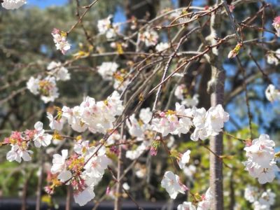 Prunus subhirtella Pendula Alba. Common name - White Weeping Flowering Cherry, Higan Cherry, Rosebud Cherry