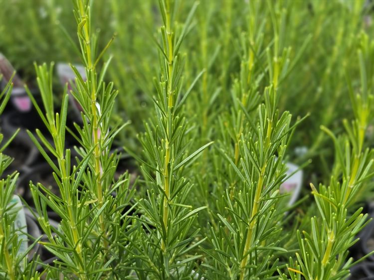Rosmarinus officinalis Pink. Common Names - Pink Flower Rosemary.