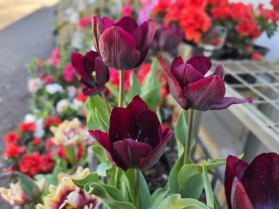 Tulipa hybrida Ronaldo. Common Names - Tulip