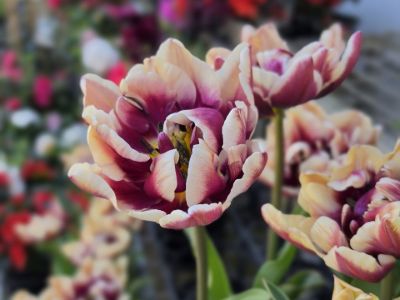 Tulipa hybrida Wyndham. Common Names - Double Tulip
