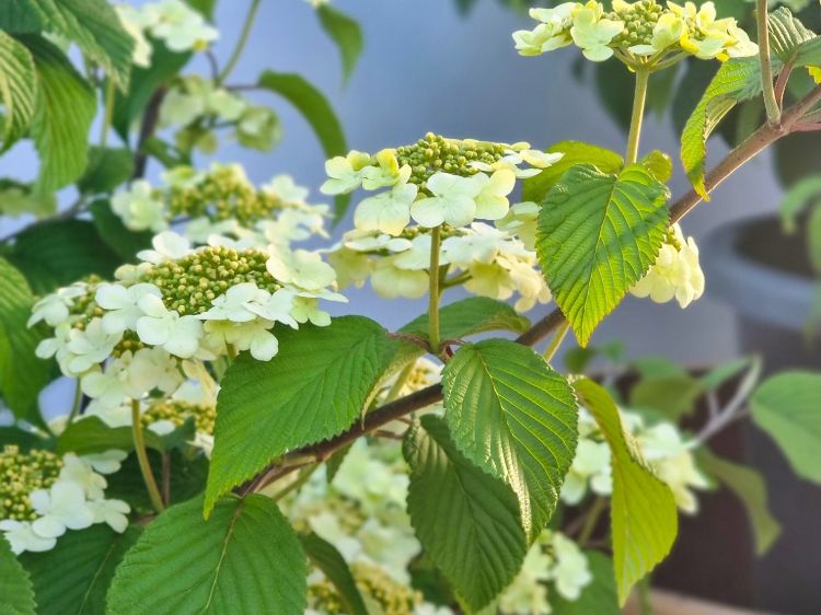 Viburnum plicatum tomentosum Mariesii. Common name - Doublefile Viburnum, Japanese Snowball
