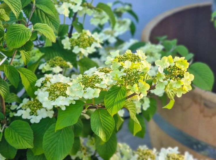 Viburnum plicatum tomentosum Mariesii. Common name - Doublefile Viburnum, Japanese Snowball