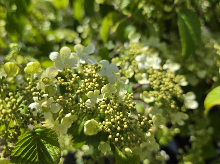 Viburnum plicatum tomentosum Mariesii. Common name - Doublefile Viburnum, Japanese Snowball