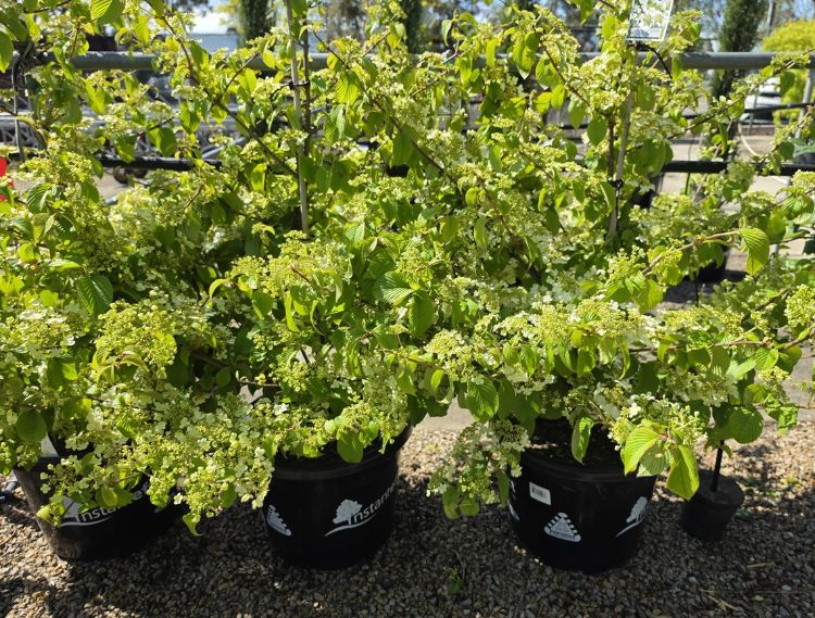 Viburnum plicatum tomentosum Mariesii. Common name - Doublefile Viburnum, Japanese Snowball