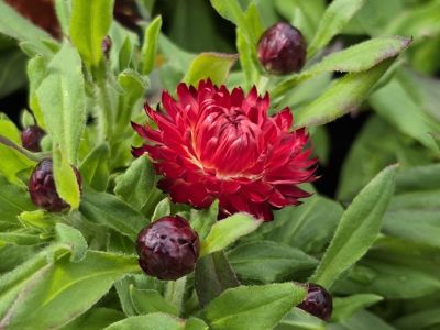 Xerochrysum bracteatum Mohave Dark Red. Common Names - Golden Everlasting, Strawflower, Paper Daisy, Everlasting Daisy, Syn Bracteantha bracteata, Helichrysum bracteatum, Helichrysum chrysanthum