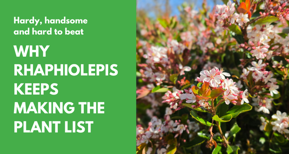 Hardy, handsome and hard to beat: Why Rhaphiolepis keeps making the plant list