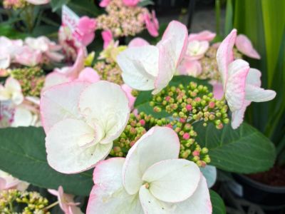 Hydrangea macrophylla Trail Blazer Pink. Common Names - Big Leaf Hydrangea, Mophead, French Hydrangea, Lacecap.