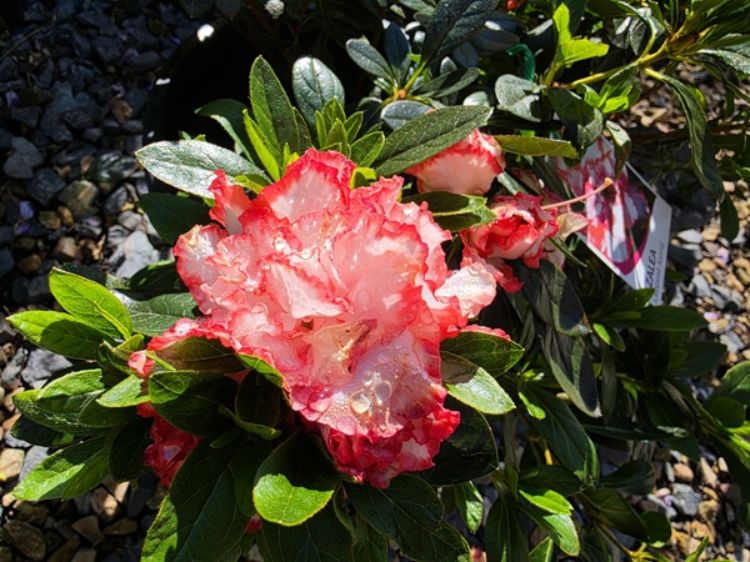 Azalea hybrida Leopold Astrid. Common Names - Rhododendron.