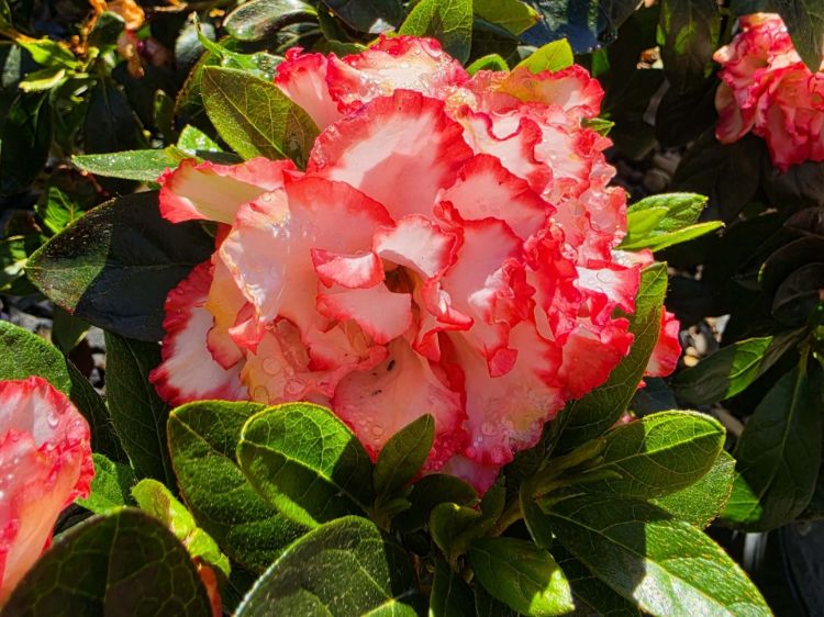 Azalea hybrida Leopold Astrid. Common Names - Rhododendron.
