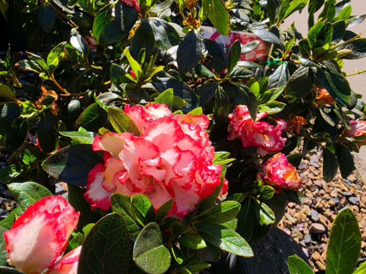 Azalea hybrida Leopold Astrid. Common Names - Rhododendron.