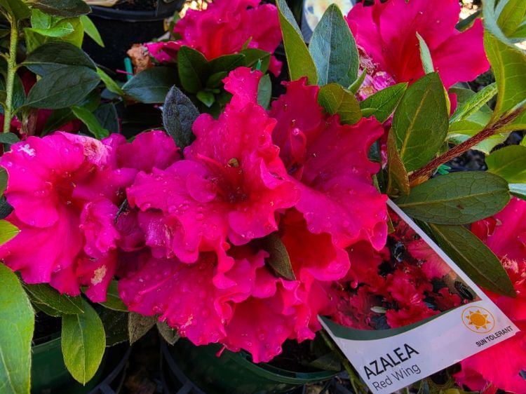 Azalea indica Red Wings. Common name - Azalea