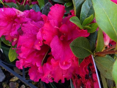 Azalea indica Red Wings. Common name - Azalea