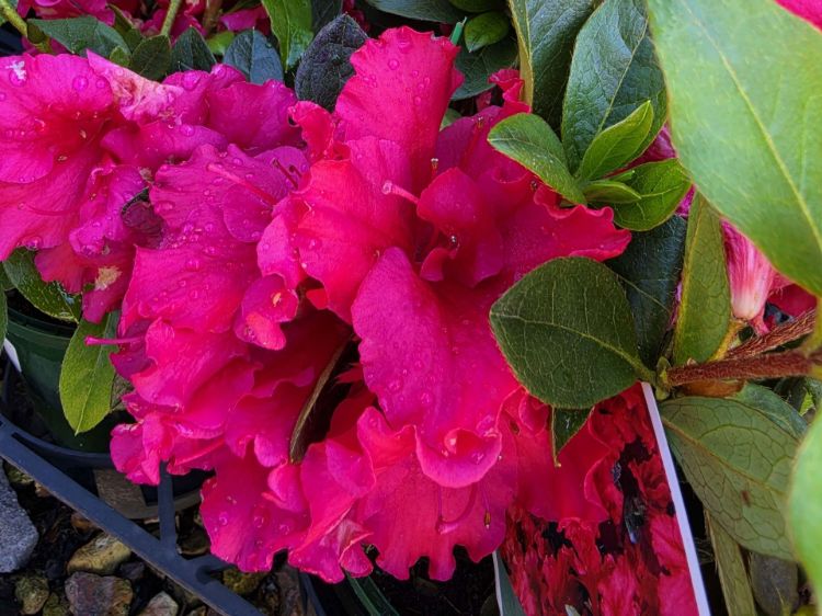 Azalea indica Red Wings. Common name - Azalea