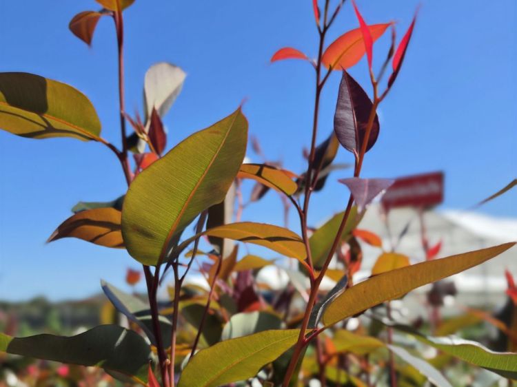 Corymbia ficifolia Beeliar Orange. Common Names - Beeliar Orange Flowering Gum, Orange Flowering Gum