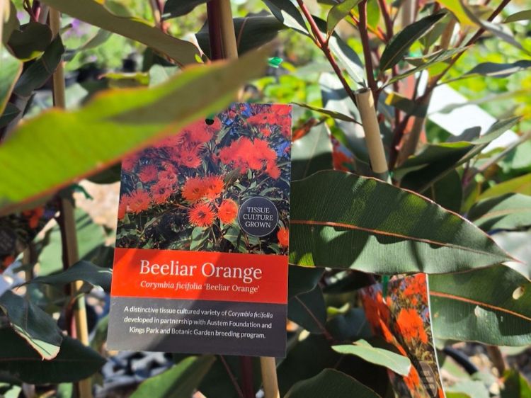 Corymbia ficifolia Beeliar Orange. Common Names - Beeliar Orange Flowering Gum, Orange Flowering Gum