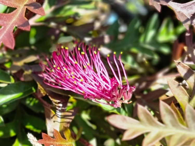 Grevillea hybrida Moe Gem flowering native shrub. Common name - Spider Flower, Toothbrush Plant, G. Poorinda Peter x Nectar Delight