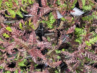 Grevillea hybrida Moe Gem flowering native shrub. Common name - Spider Flower, Toothbrush Plant, G. Poorinda Peter x Nectar Delight