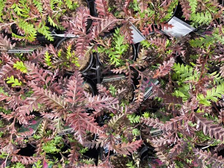 Grevillea hybrida Moe Gem flowering native shrub. Common name - Spider Flower, Toothbrush Plant, G. Poorinda Peter x Nectar Delight