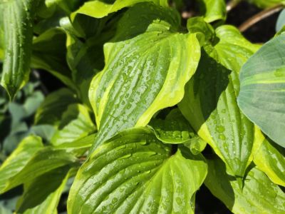 Hosta hybrida Sorbet. Common Names - Plantain Lily