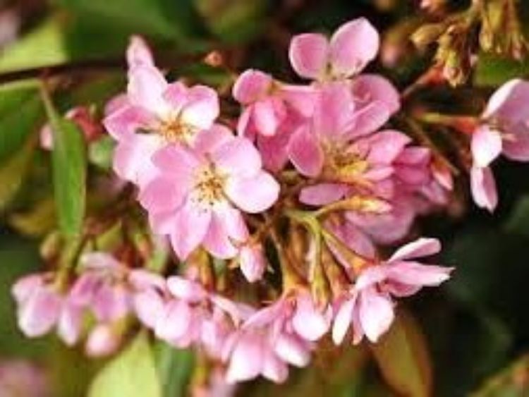 Rhaphiolepis indica Springtime. Common name - Indian Hawthorn, Raphiolepis