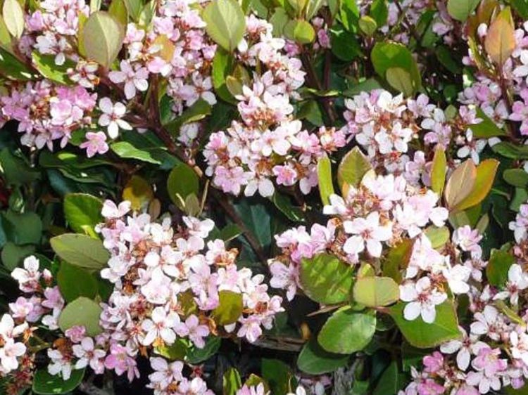 Rhaphiolepis indica Springtime. Common name - Indian Hawthorn, Raphiolepis