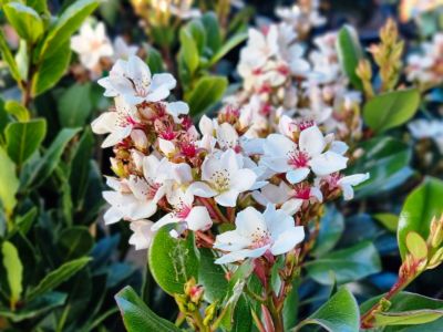 Rhaphiolepis rosiflora Hot Tips. Common name - Indian Hawthorn, Raphiolepis