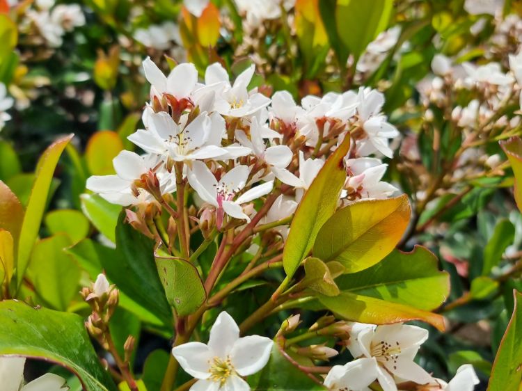 Rhaphiolepis rosiflora Hot Tips. Common name - Indian Hawthorn, Raphiolepis