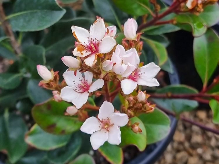 Rhaphiolepis rosiflora Hot Tips. Common name - Indian Hawthorn, Raphiolepis