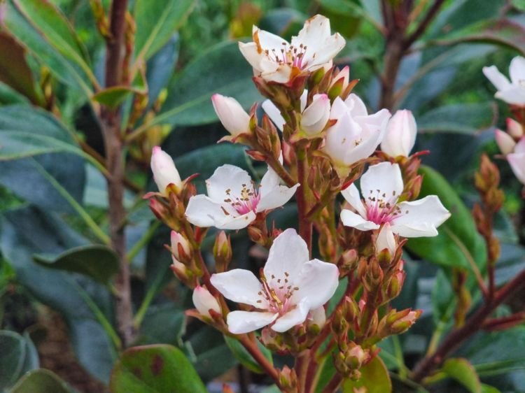 Rhaphiolepis rosiflora Hot Tips. Common name - Indian Hawthorn, Raphiolepis