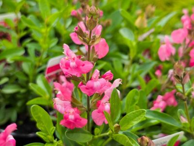 Salvia greggii Mirage Pink. Common name - Autumn Sage