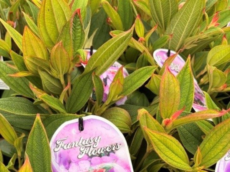 Tibouchina hybrida Mojo Baby. Common Names - Princess Flower, Lasiandra, Glory Bush