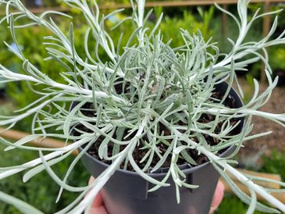 Helichrysum italicum Silvio Spreading. Common name - syn Helichrysum angustifolium, Curry Plant, Herb