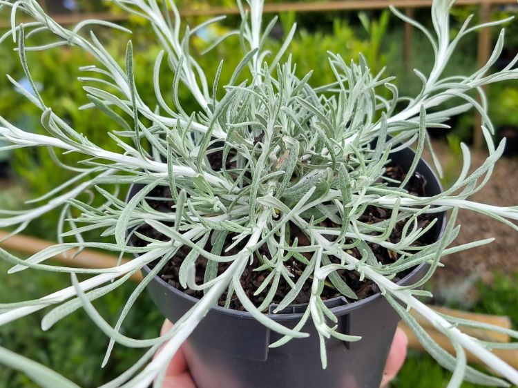 Helichrysum italicum Silvio Spreading. Common name - syn Helichrysum angustifolium, Curry Plant, Herb