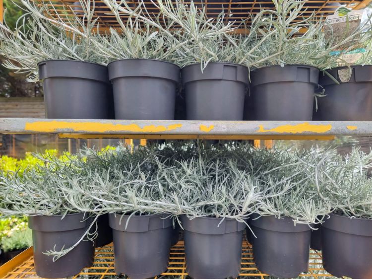 Helichrysum italicum Silvio Spreading. Common name - syn Helichrysum angustifolium, Curry Plant, Herb