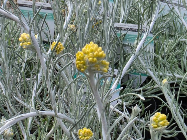 Helichrysum italicum Silvio Spreading. Common name - syn Helichrysum angustifolium, Curry Plant, Herb