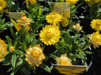 Xerochrysum bracteatum Pilbara Gold Medal. Common Names - Golden Everlasting, Strawflower, Paper Daisy
