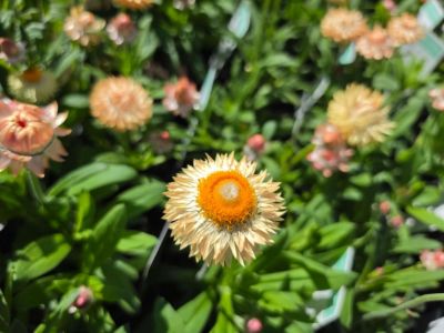 Xerochrysum bracteatum Pilbara Lemon. Common Names - Golden Everlasting, Strawflower, Paper Daisy