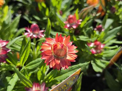 Xerochrysum bracteatum Pilbara Orange. Common Names - Golden Everlasting, Strawflower, Paper Daisy