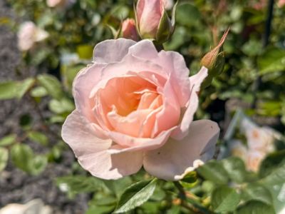 Rosa Desdemona. Common Names - David Austin Rose, Old English Rose